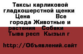 Таксы карликовой гладкошерстной щенки › Цена ­ 20 000 - Все города Животные и растения » Собаки   . Тыва респ.,Кызыл г.